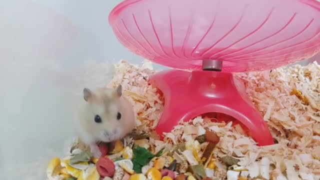 a flower-eating hamster