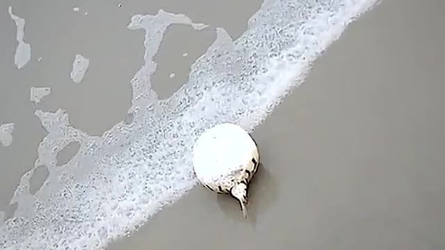 This lady attempted to save a poisonous puffer fish