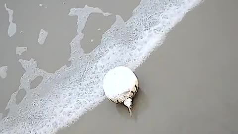 This lady attempted to save a poisonous puffer fish