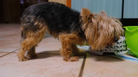 Cute dog with crazy nice brown color eating