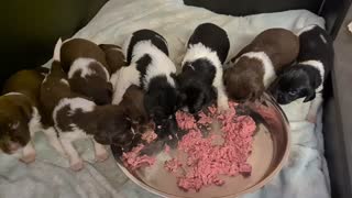 Feeding time at the puppy zoo
