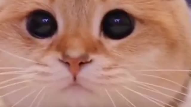 The cat that broke the internet with cuteness