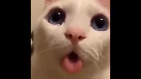 Best Cat Compilation 2021 (funny)