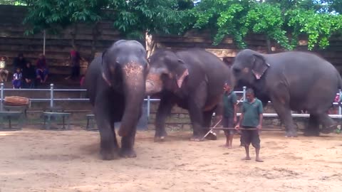 Sri Lanka's Elephants
