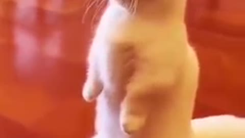 funny cat