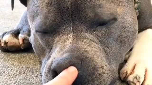 Cute Pitbull Boops on Tiktok