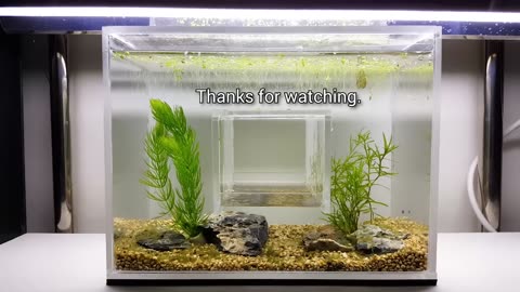 How to Make Hole in the Middle Acrylic Aquarium, Nano (Water Flea Tank)