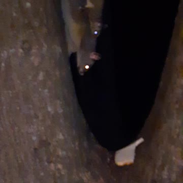 Mama Possum with baby onboard