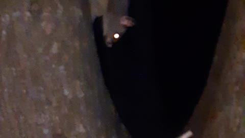 Mama Possum with baby onboard