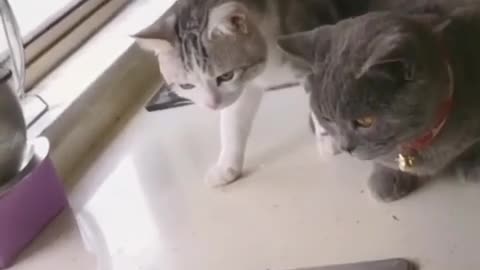 fish or tow cat funny video