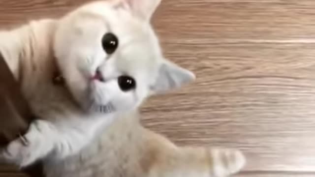 Cute Little Kitten wants to play with owner