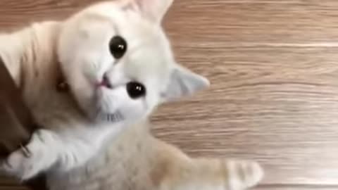 Cute Little Kitten wants to play with owner