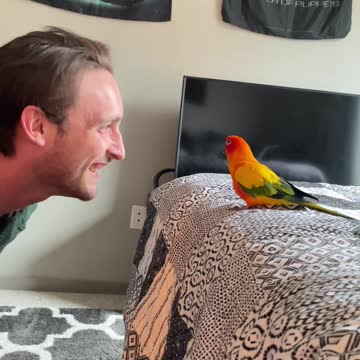 Parrot plays hide and seek with dad