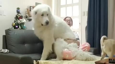 Giant Dog thinks he's a lapdog.