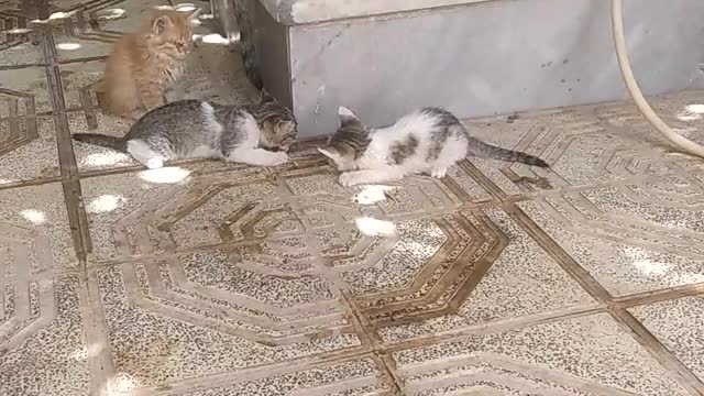Amazing cats