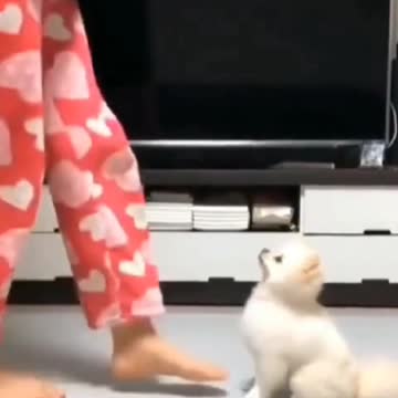 Episode #64 Cute Puppy Dance Awesome Outstanding Dance Viral Video