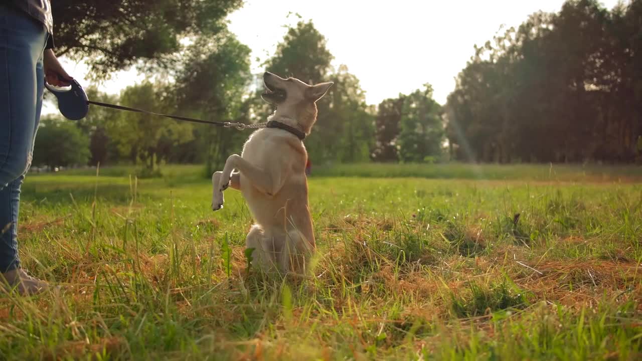 The red haired dog runs up to its mistress and performs the trick standing on its hind legs