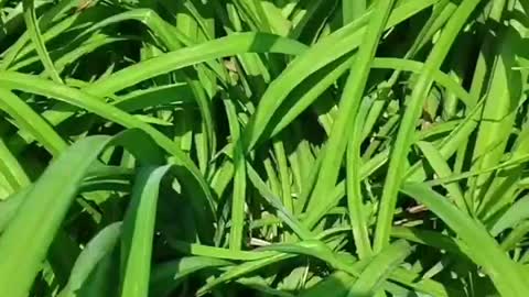 Green and long leaves