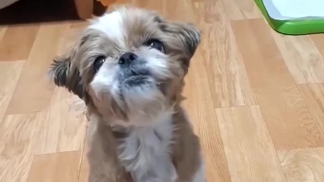 cute baby dog 😍😍