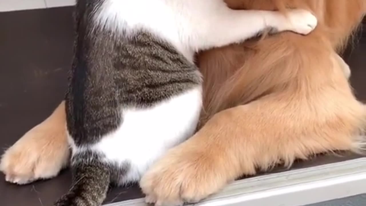 My Dog play with cat