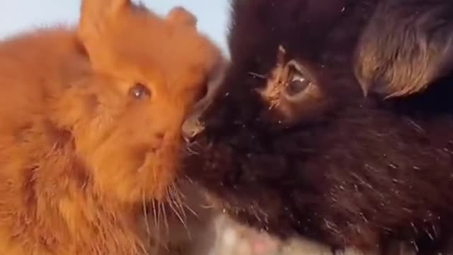 animal friendship is beautiful5👏👏👏