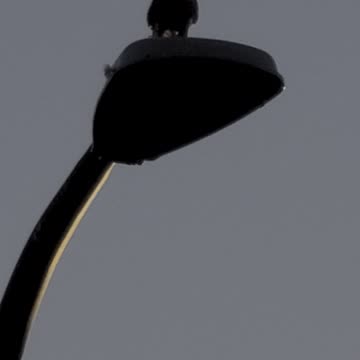 2 Hawks Fighting Over A Mouse (UNREAL) MUST SEE SLOW MOTION