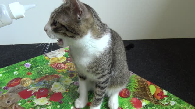 Adorable Little Cat Wants to Drink From Baby Bottle