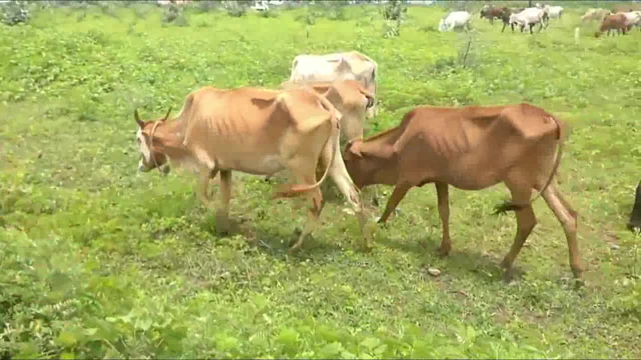 Funny Cow Videos for Kids - Cow videos Collection for Kids & Parents