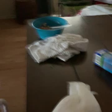 Bought bean a new toy