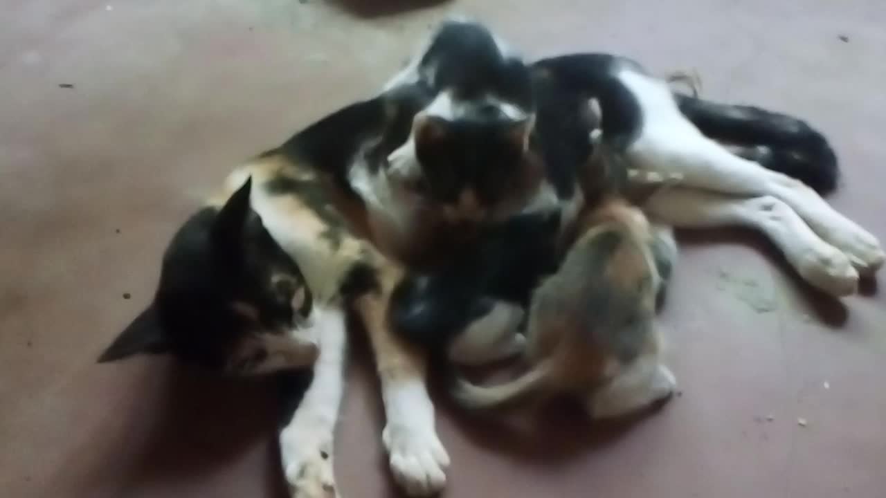 Mother cat gives milk to her newborn kittens