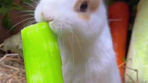 playful animals | Cute rabbit