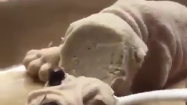 Dog Reaction to Cutting Cake - Funny Dog Cake Reaction | Black 🐶 Dog getting shocked.