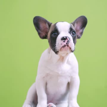 I'm a dog. Take a picture of me