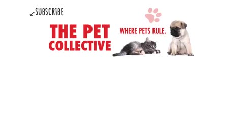Funny pet cat