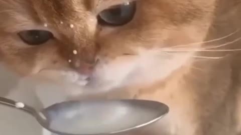 A cat iting milk.