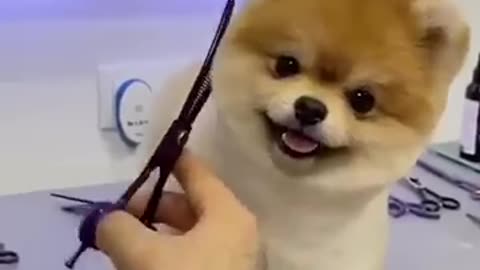 Cat masti