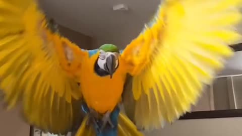 flying a parrot