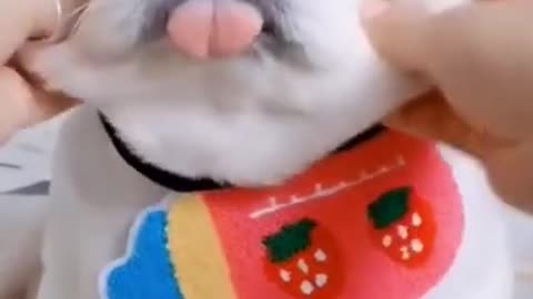 Cute puppy video