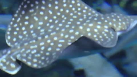 Eagle Ray