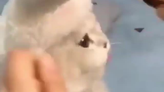 Cute cat 🥺❤️ #youtubeshorts #shorts