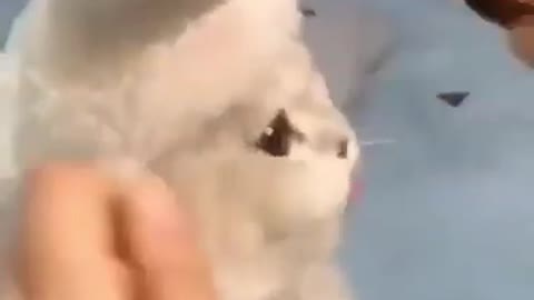 Cute cat 🥺❤️ #youtubeshorts #shorts