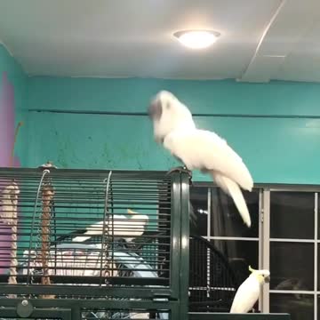 Dancing cockatoo breaks it down for the camera