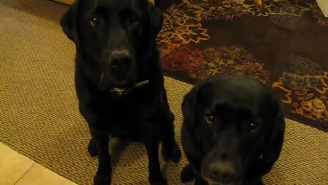 Funny Dogs Witch One Is Telling Lies