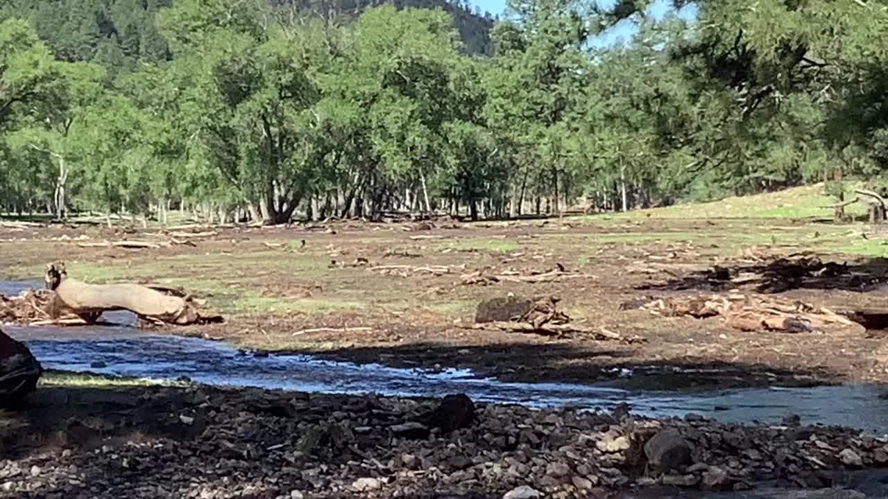 Black fire flooding damage.