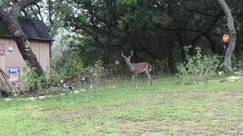 OH DEER! 🤣 BUCKS! 🦌 WATCH TIL END