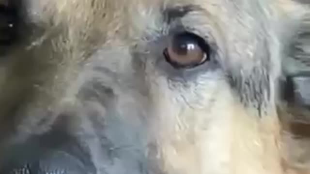 Funny dog