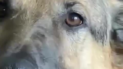 Funny dog