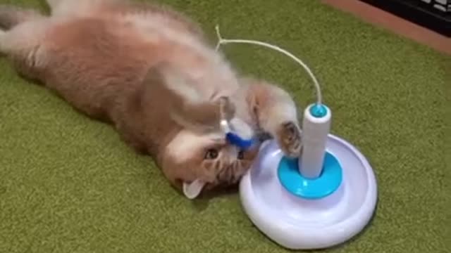 Funniest cats and dogs 😹😹😹🐕🐩