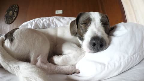 Dog Sleeping On The Bed Like A Human With Head On Pillow