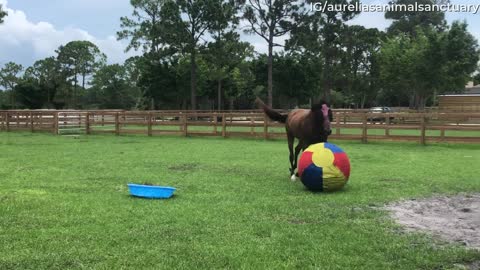 Horse Has a Blast Playing With Giant Ball